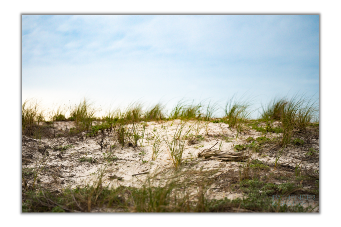 Beach Grass (Canvas Print)