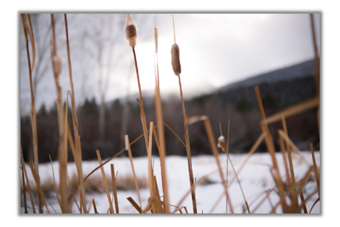 Cat Tails of Darby (Canvas)