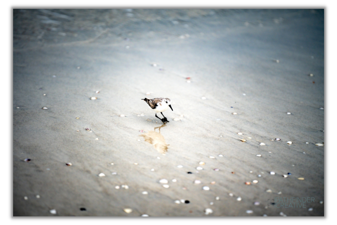 Lone Sandpiper (Canvas Print)