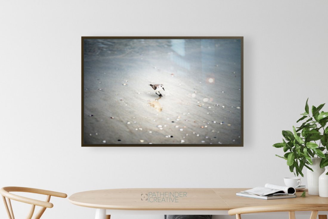 Lone Sandpiper (HD Metal Print)