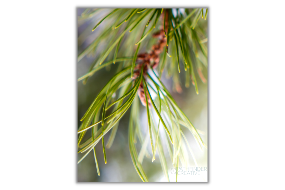 Evergreen Macro (Canvas Print)