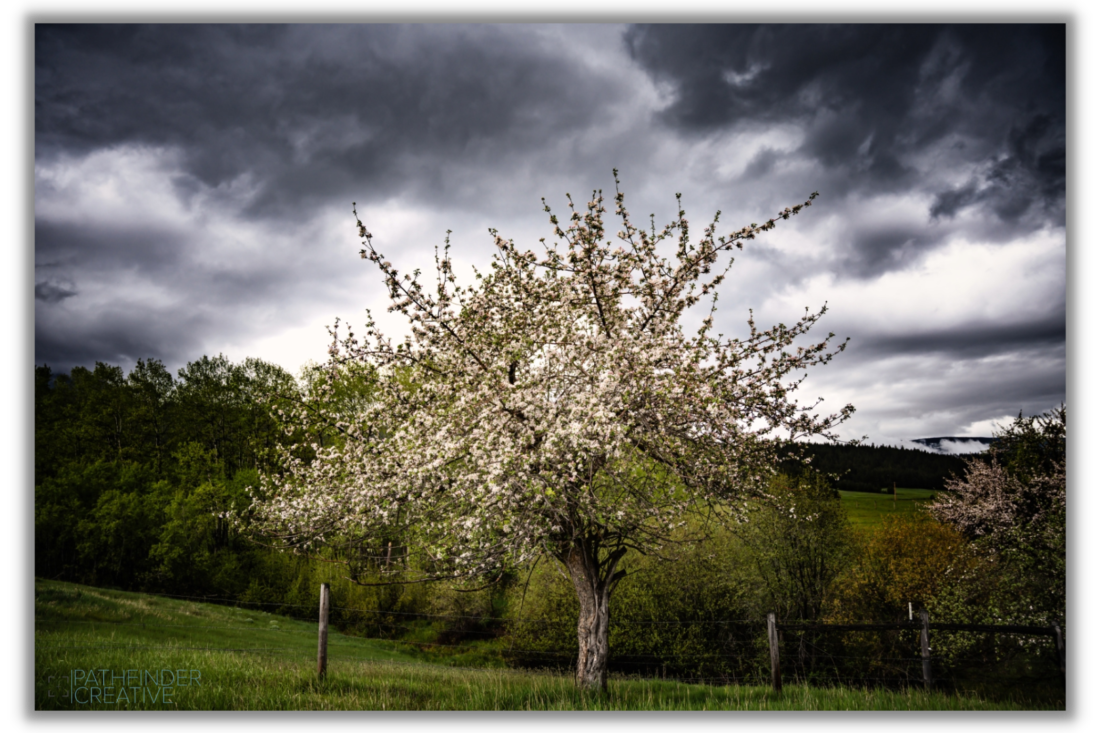 Apple Blossom (Canvas Print)