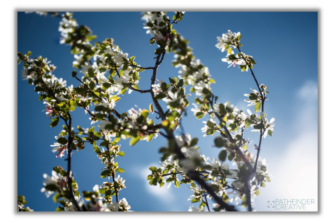 Dreaming of Spring (Canvas Print)