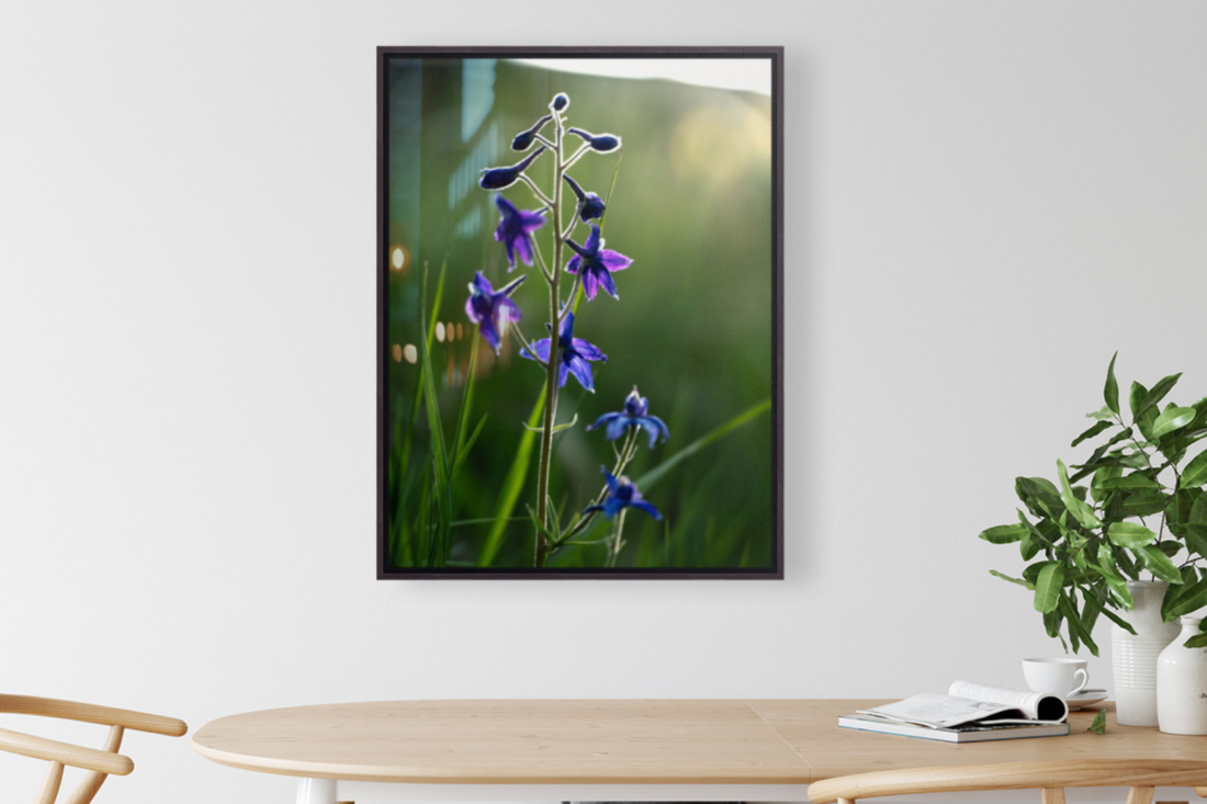 Slow Bloom (HD Metal Print)