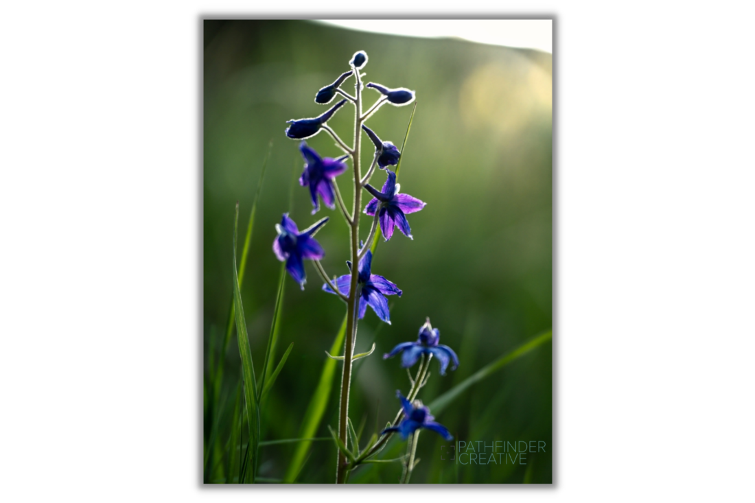 Slow Bloom (Canvas Print)