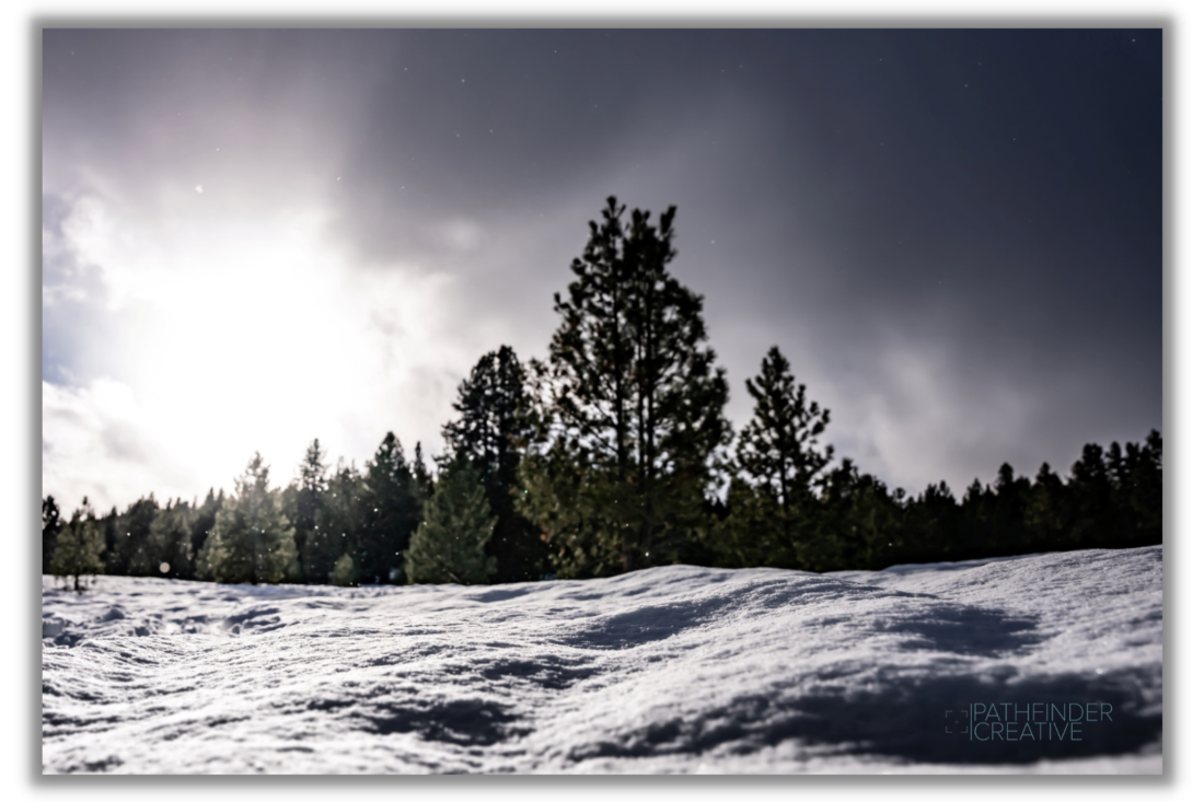 picture of trees and snow