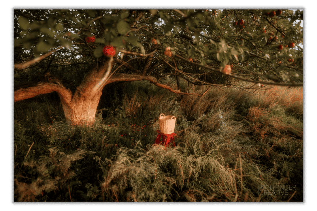 Apple tree with red apples and a harvesting gasket in a green field