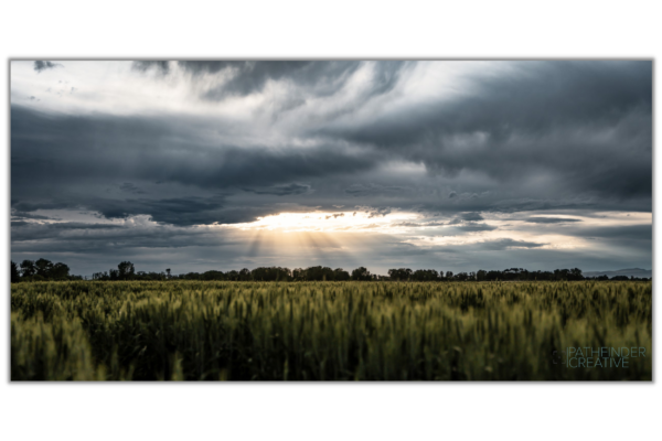 Green wheat field at sunset in Bozeman Montana