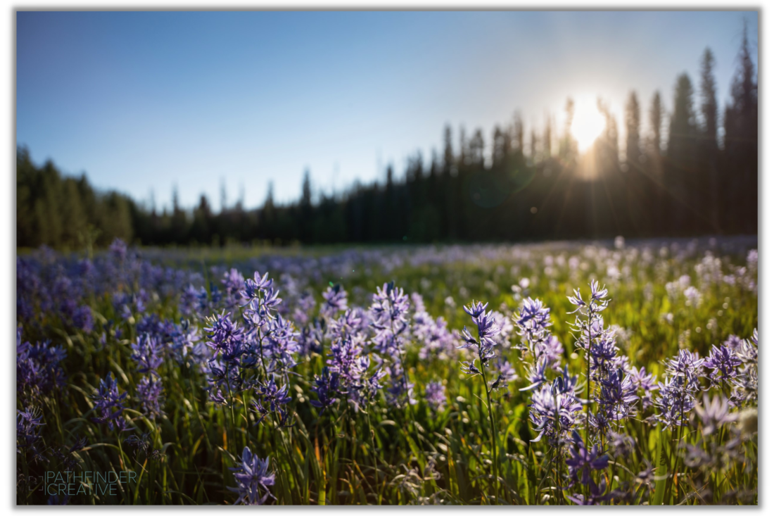 purple camas wildflowers in green field at sunset