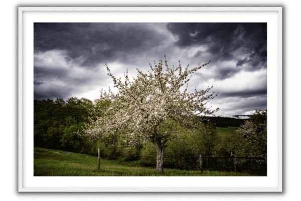 blossoming apple tree during rainstorm in montana in the spring with mountains and storm clouds