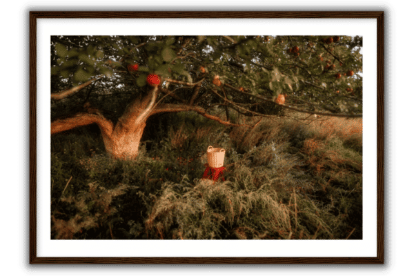 framed print of an apple tree with red apples and a harvesting basket