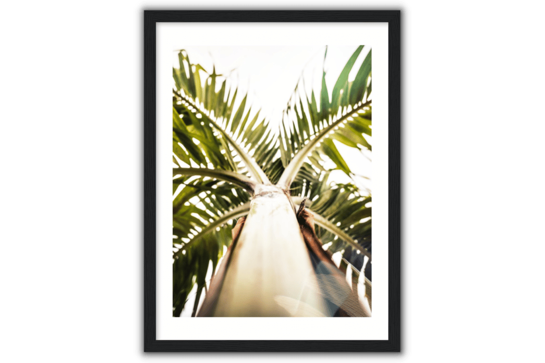 a palm tree from below, with green branches and white sky