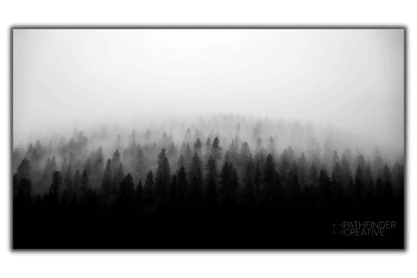 dark moody forest trees in the mist in black and white