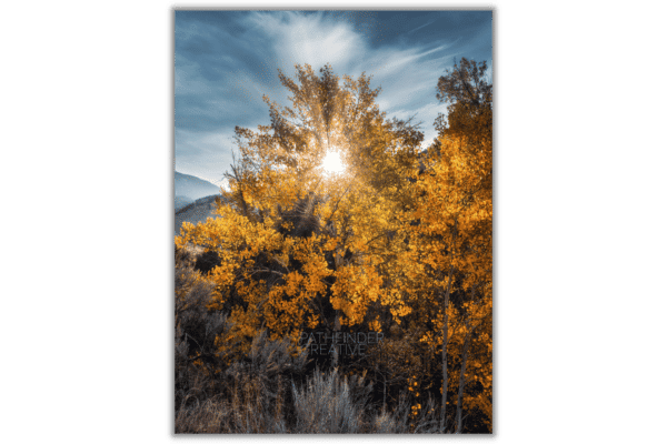 bright sun shines through golden aspen tree in the fall