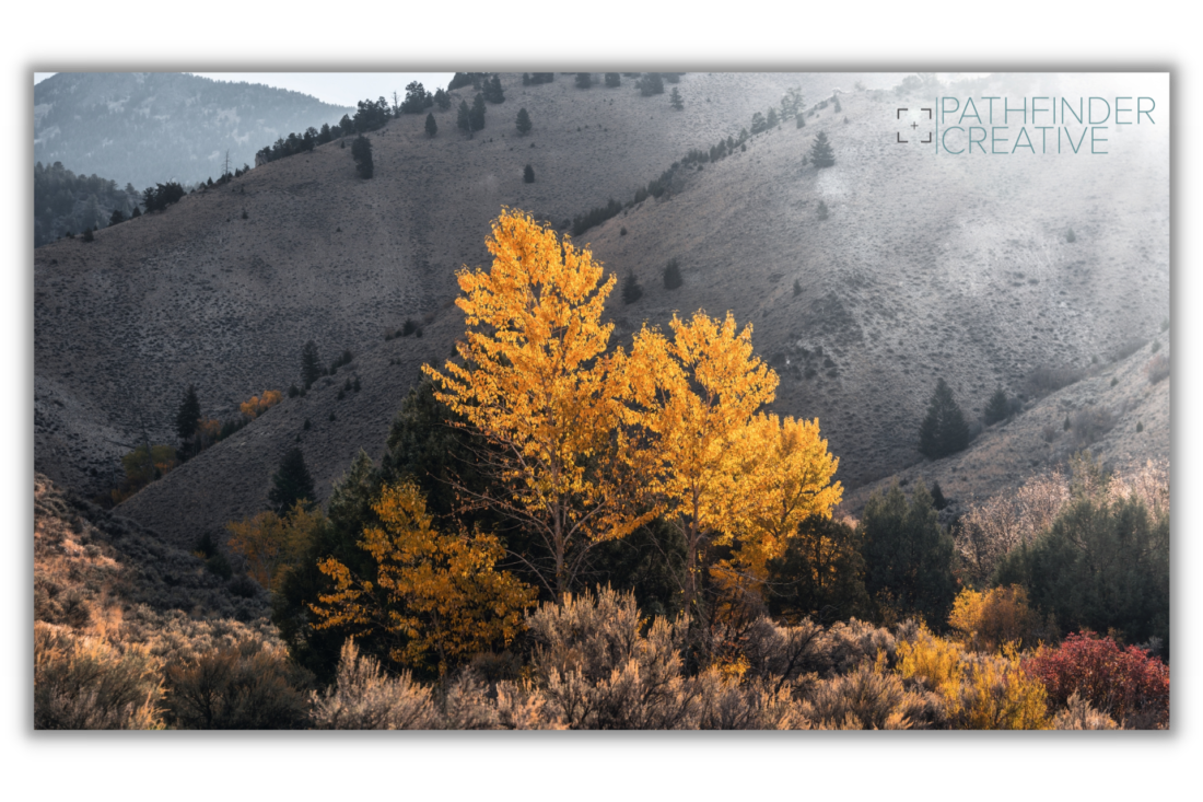 pair of golden aspen trees in the fall in the countryside on a sunny day with colorful bushes beneath it